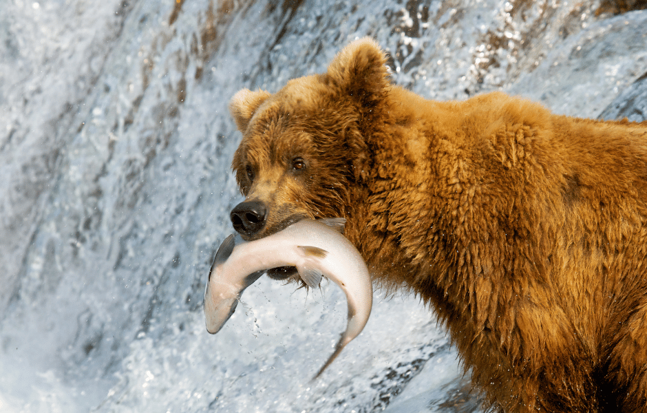 Why is Wild Alaskan Salmon Oil Most Ef fish ient Vet Worthy