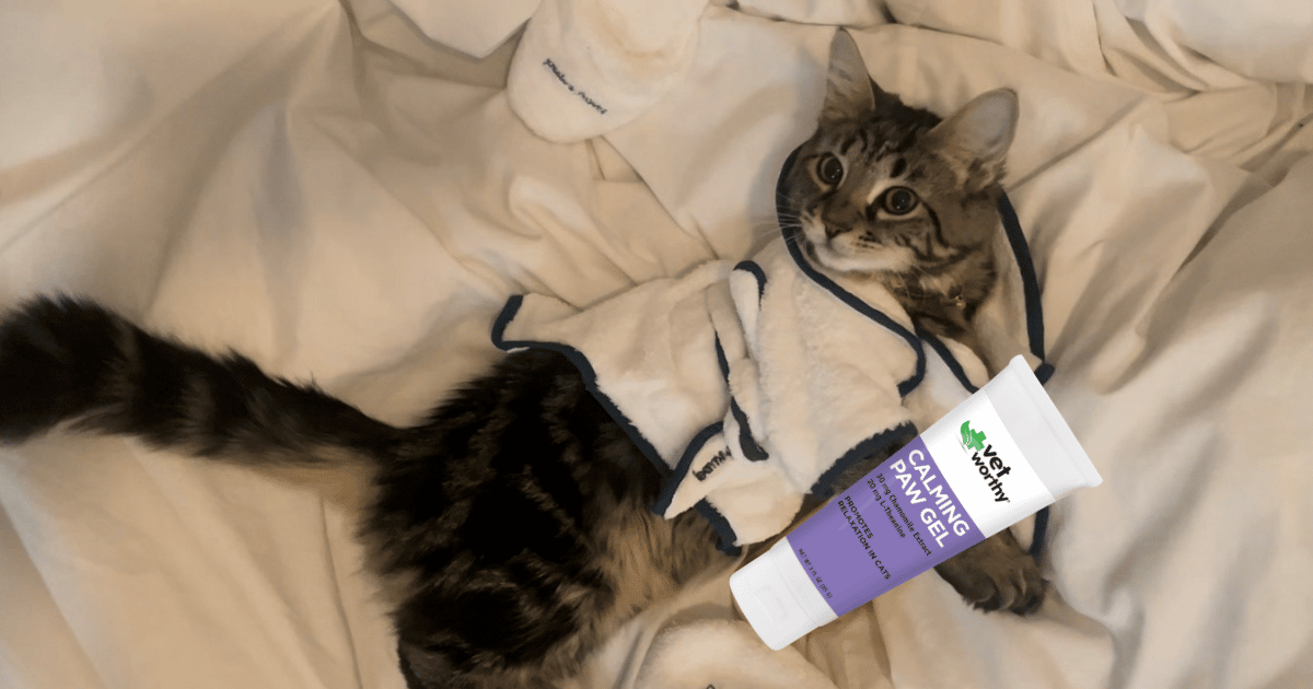 Help Your Feline Friend Find Their Zen – Easy Ways to Calm Your Cat ... - Natural Methods To Calm Anxious Feline Friends