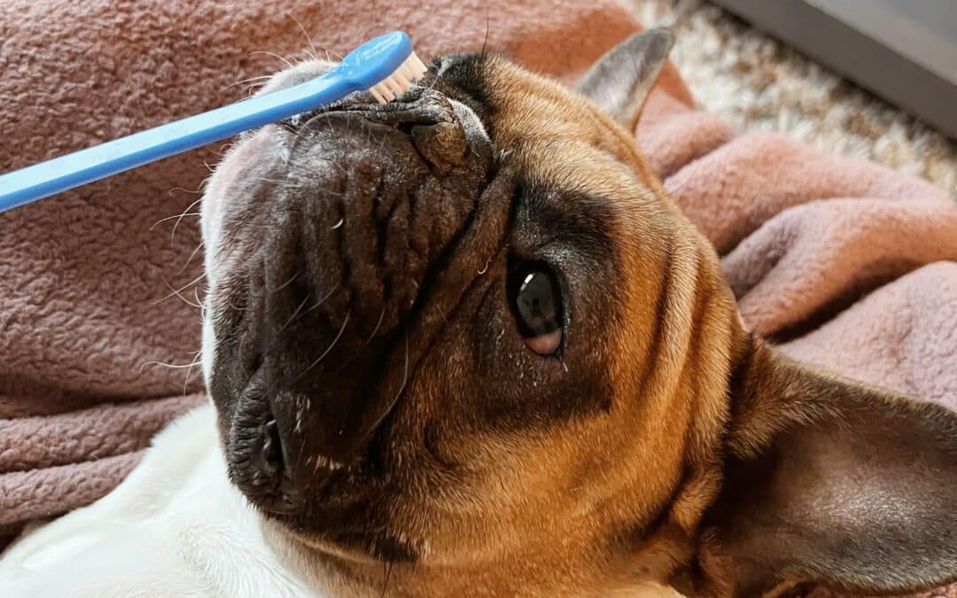 5 Essential Tips for Achieving Optimal Dental Health for Dogs and Cats