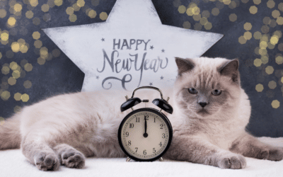 3 Supplements for Your Cat to Start in the New Year