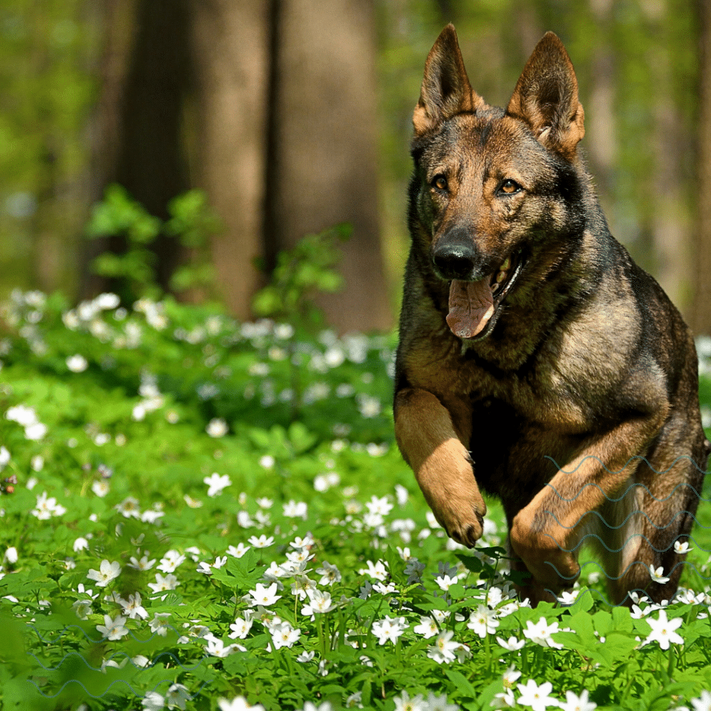 blog dog running in field