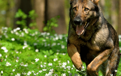 Spring into Action: Keep Your Dog Bouncing with Hip and Joint Supplements