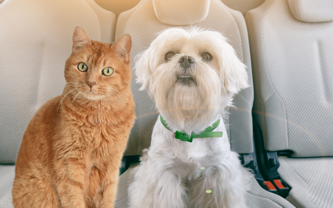 Tips for A Stress-Free Road Trip with Your Dog and Cat