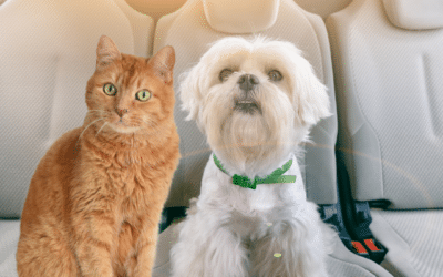 Tips for A Stress-Free Road Trip with Your Dog and Cat