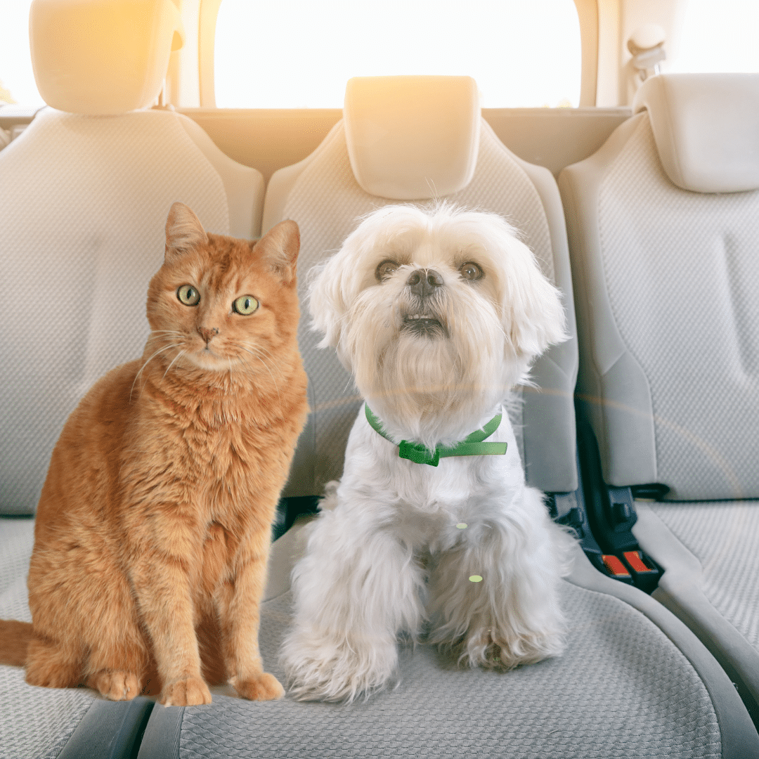 traveling with your pets blog