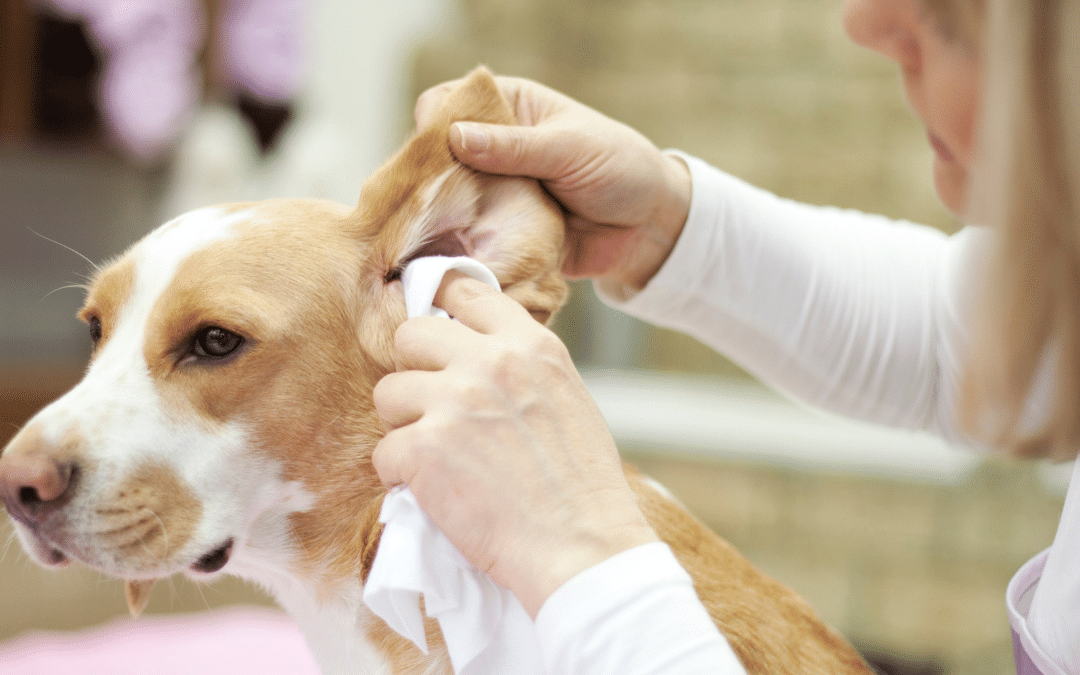 Ear Care 101 for Dogs
